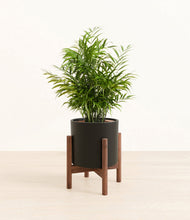 Load image into Gallery viewer, Black stand:walnut