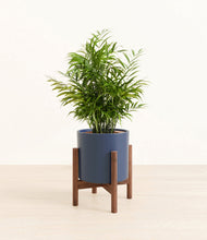 Load image into Gallery viewer, Deep Navy stand:walnut