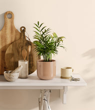 Load image into Gallery viewer, Glossy Pink