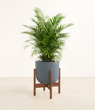 Load image into Gallery viewer, Iron Gray stand:walnut