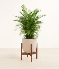 Load image into Gallery viewer, Sandy Pink stand:walnut