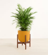 Load image into Gallery viewer, Sunset Orange stand:walnut