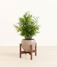 Load image into Gallery viewer, Desert Brown stand:walnut