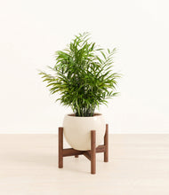 Load image into Gallery viewer, Shiny EggWhite stand:walnut