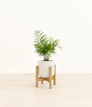 Load image into Gallery viewer, Cotton White stand:bamboo