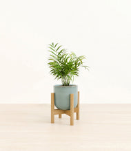 Load image into Gallery viewer, Reactive Aqua stand:bamboo