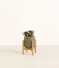 Load image into Gallery viewer, Olive stand:bamboo