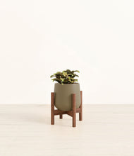 Load image into Gallery viewer, Olive stand:walnut