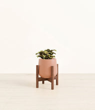 Load image into Gallery viewer, Calm Rose stand:walnut