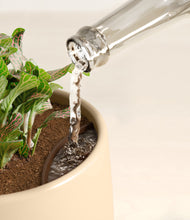 Load image into Gallery viewer, Almond Green stand:all