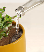 Load image into Gallery viewer, Mustard stand:all