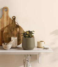 Load image into Gallery viewer, Olive