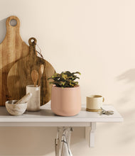 Load image into Gallery viewer, Gentle Pink