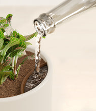 Load image into Gallery viewer, Cotton White stand:all