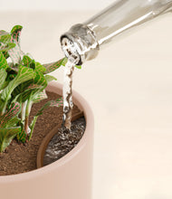 Load image into Gallery viewer, Sandy Pink stand:all