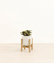 Load image into Gallery viewer, Cotton White stand:bamboo