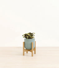 Load image into Gallery viewer, Reactive Aqua stand:bamboo