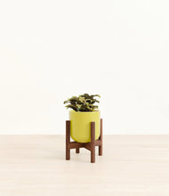 Load image into Gallery viewer, Key Lime Yellow stand:walnut