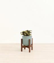 Load image into Gallery viewer, Reactive Aqua stand:walnut