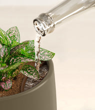 Load image into Gallery viewer, Olive stand:all