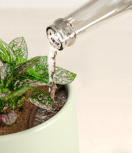 Load image into Gallery viewer, Turquoise stand:all