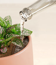 Load image into Gallery viewer, Calm Rose stand:all