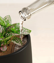 Load image into Gallery viewer, Black stand:all