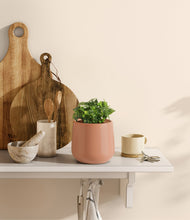 Load image into Gallery viewer, Calm Rose