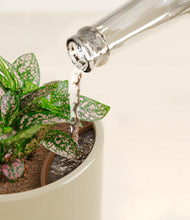 Load image into Gallery viewer, Sage Green stand:all