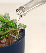 Load image into Gallery viewer, Twilight Blue stand:all