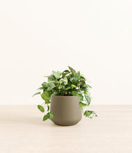 Load image into Gallery viewer, Olive*****Profile