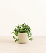 Load image into Gallery viewer, Almond Green*****Profile