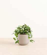 Load image into Gallery viewer, Eternal Gray*****Profile