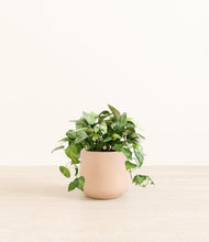 Load image into Gallery viewer, Gentle Pink*****Profile