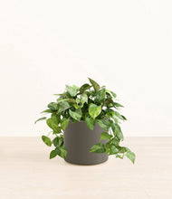 Load image into Gallery viewer, Dark Olive*****Profile