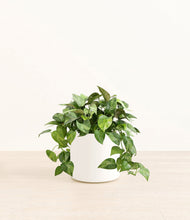 Load image into Gallery viewer, White*****Profile