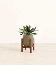 Load image into Gallery viewer, Olive stand:walnut