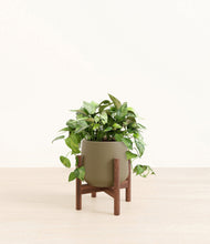 Load image into Gallery viewer, Olive stand:walnut