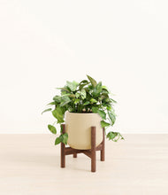 Load image into Gallery viewer, Almond Green stand:walnut