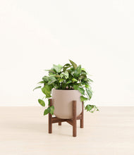 Load image into Gallery viewer, Eternal Gray stand:walnut