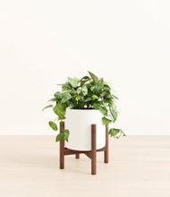 Load image into Gallery viewer, White stand:walnut