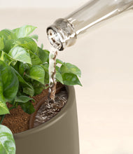 Load image into Gallery viewer, Olive stand:all