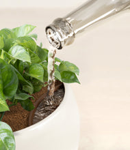 Load image into Gallery viewer, Shiny EggWhite stand:all