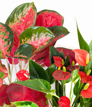 Load image into Gallery viewer, ALL