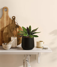 Load image into Gallery viewer, Black