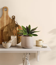 Load image into Gallery viewer, Eternal Gray