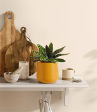 Load image into Gallery viewer, Mustard