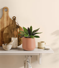 Load image into Gallery viewer, Calm Rose