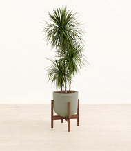 Load image into Gallery viewer, Sage Green stand:walnut