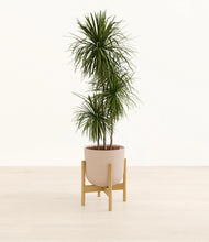 Load image into Gallery viewer, Sandy Pink stand:bamboo